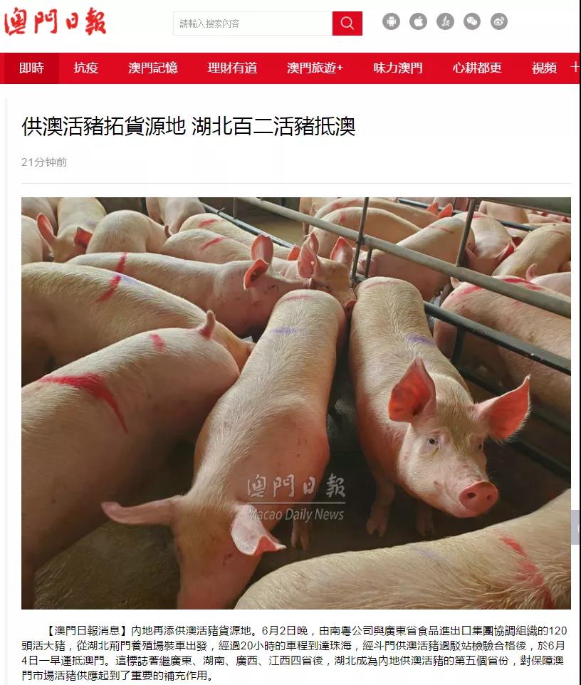 省食品协助湖北活猪首次供澳 省食品协助湖北活猪首次供澳